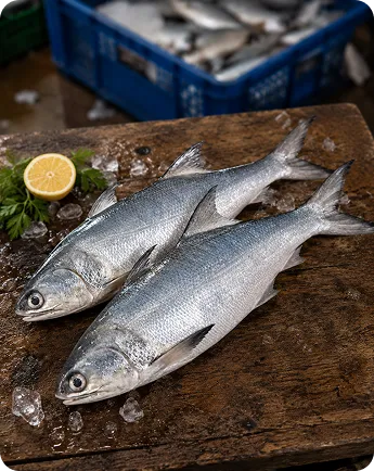 Indian salmon